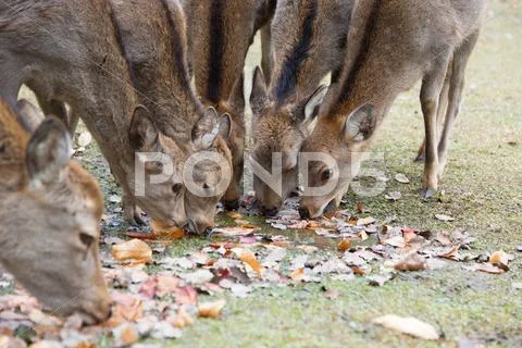 Deer Stock Photos