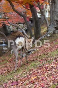 Deer Stock Photos