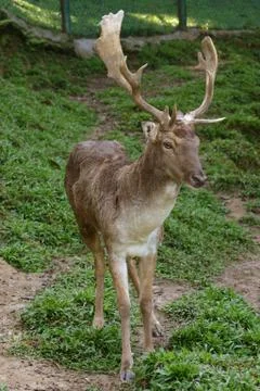 Deer Stock Photos
