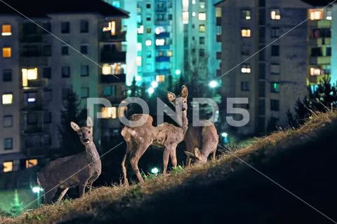 Deer Stock Photos