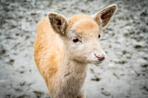 Deer Stock Photos