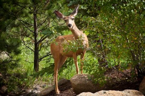 Deer Stock Photos