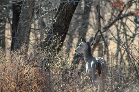Deer Foto stock