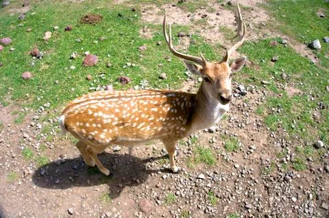 Deer Stock Photos