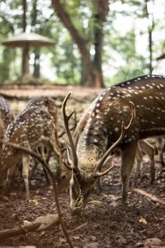 Deer Stock Photos