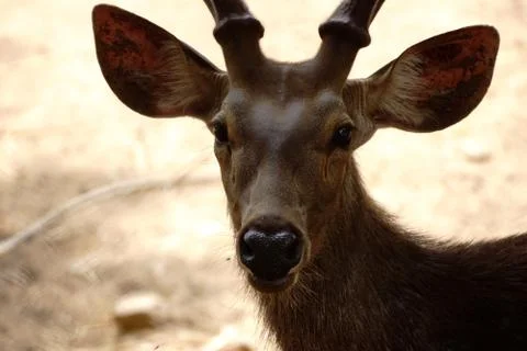 Deer Stock Photos