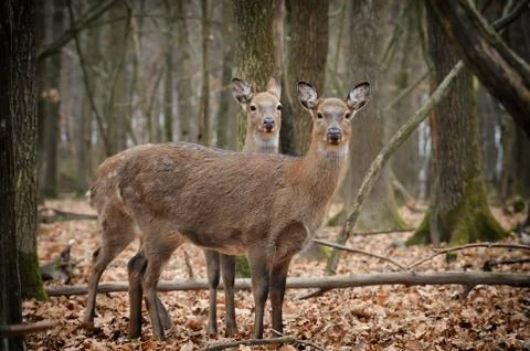 Deer Foto stock