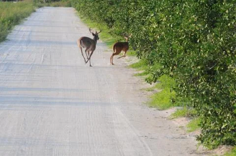 Deer Fotos de archivo