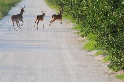 Deer Fotos de archivo