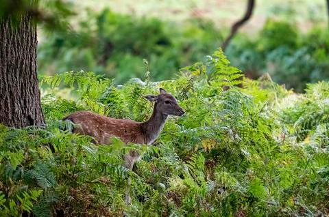 Deer Stock Photos