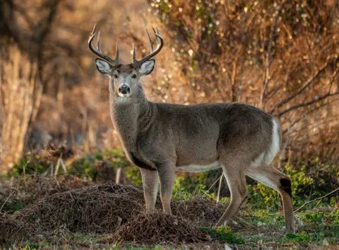 Deer Stock Photos