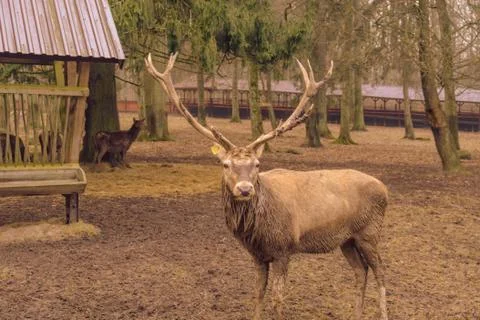 Deer Stock Photos