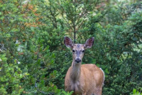 Deer Stock Photos