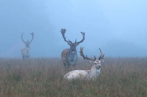 Deer Foto stock