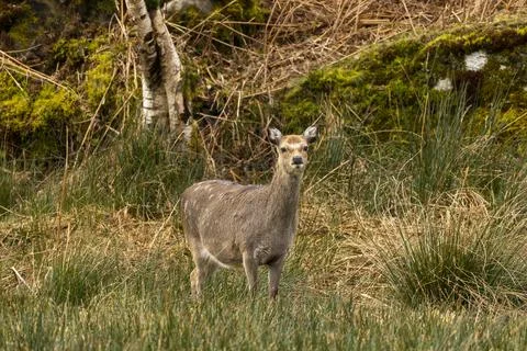 Deer Stock Photos