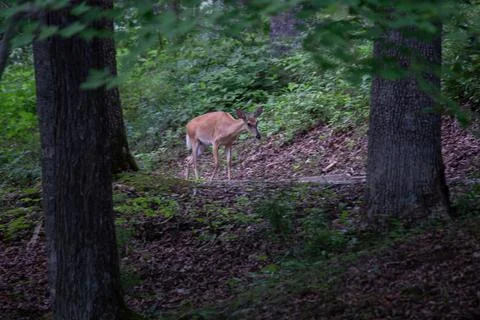 Deer Stock Photos