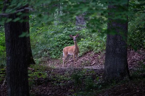 Deer Stock Photos