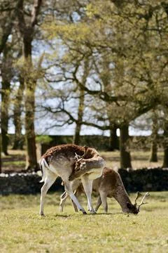 Deer Stock Photos