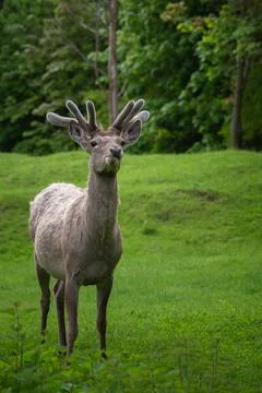Deer Stock Photos