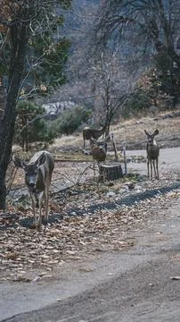 Deer Stock Photos