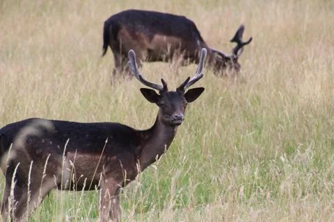 Deer Stock Photos
