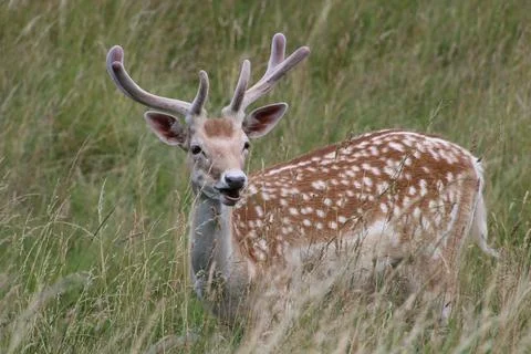 Deer Stock Photos