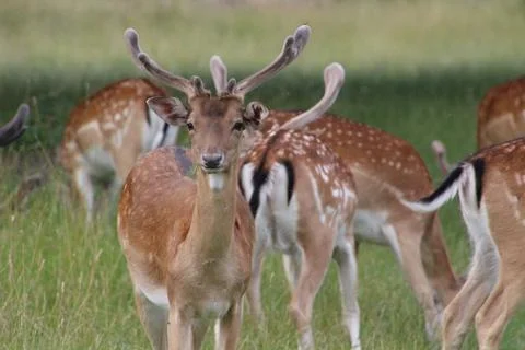 Deer Stock Photos