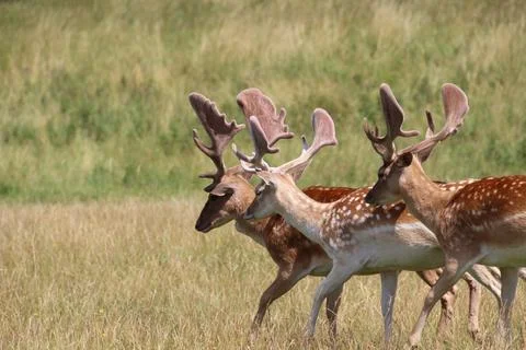 Deer Stock Photos