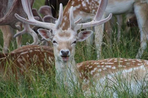 Deer Stock Photos