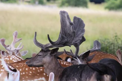 Deer Stock Photos
