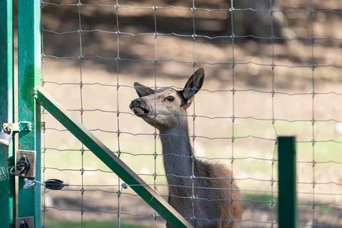 Deer Stock Photos