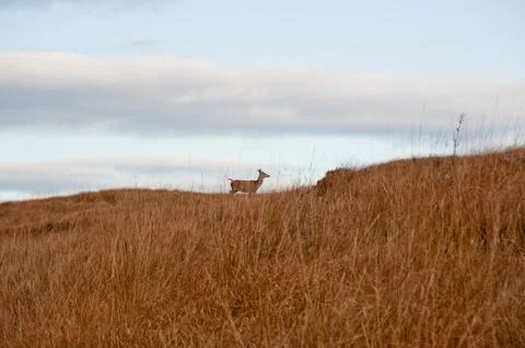 Deer Stock Photos