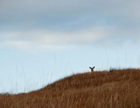 Deer Stockfoto's