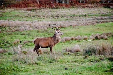 Deer Stock Photos