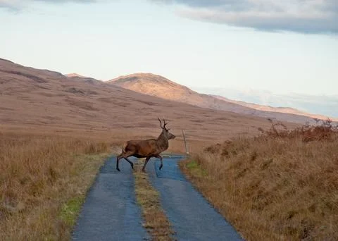 Deer Stock Photos