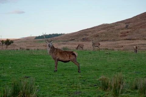 Deer Stockfoto's