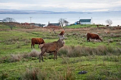 Deer Stock Photos