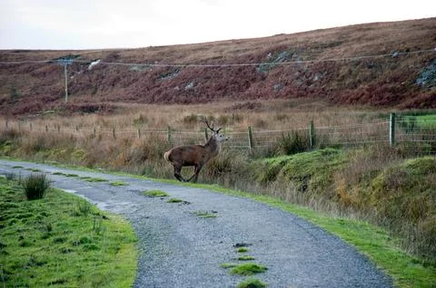 Deer Stock Photos