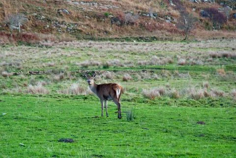 Deer Stock Photos