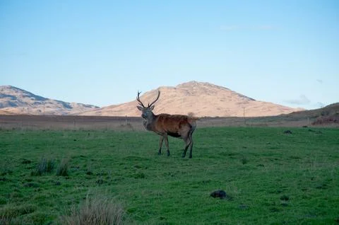 Deer Stockfoto's