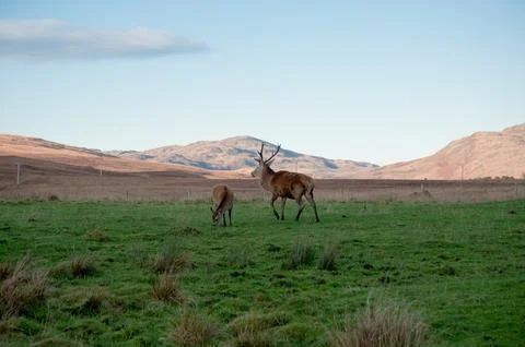 Deer Stock Photos