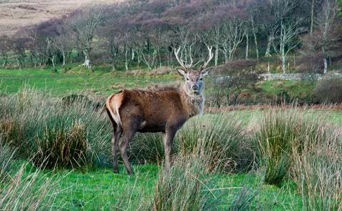 Deer Stock Photos