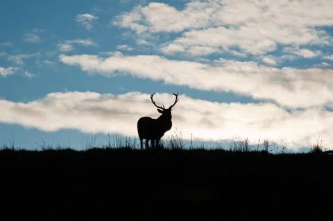 Deer Foto stock