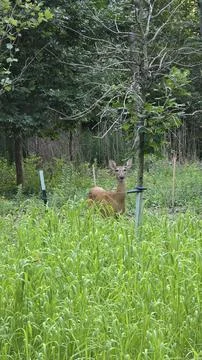 Deer Stock Photos
