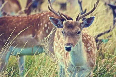 Deer Stock Photos