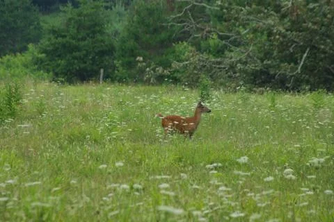 Deer Photo Stock Illustration