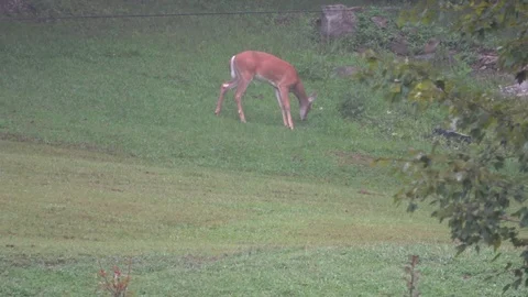 Deer picking grass in 4k Video stock 94121604