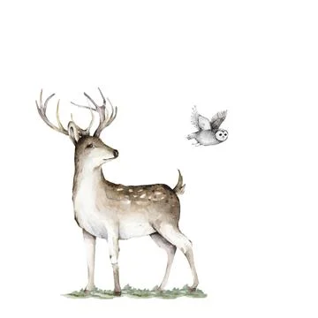 Deer with pine forest and owl, watercolor hand drawn illustration isolated on Stock Illustration