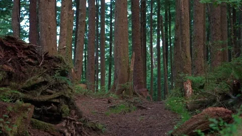 Deer in Pine Forest, Pacific Northwest Stock Footage 341366532