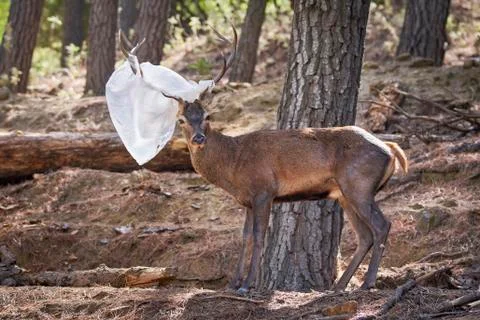 Deer with a plastic bag hooked on its antlers in Marbella. Spain Stock Photos